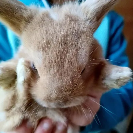 La Casa Del Merlo Rodello