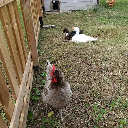 La Casa Del Merlo Rodello