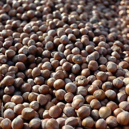 Prázdninový dům La Casa Del Merlo *